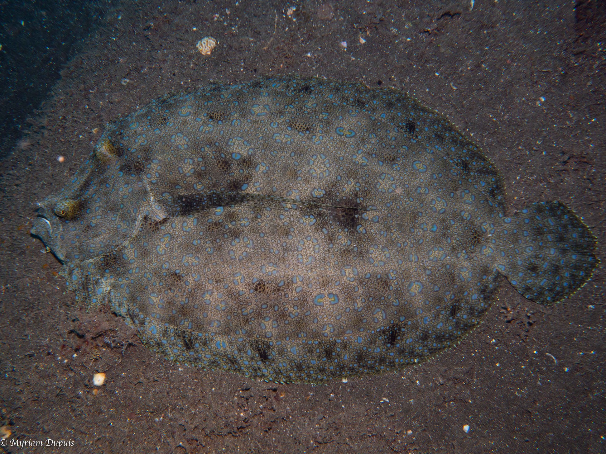 Bothus mancus lors d'une plongée à La Run