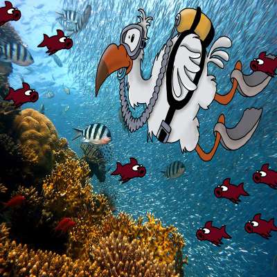 Exploration Sous-Marine avec le club de plongée le Dodo Palmé à l'île de La Réunion