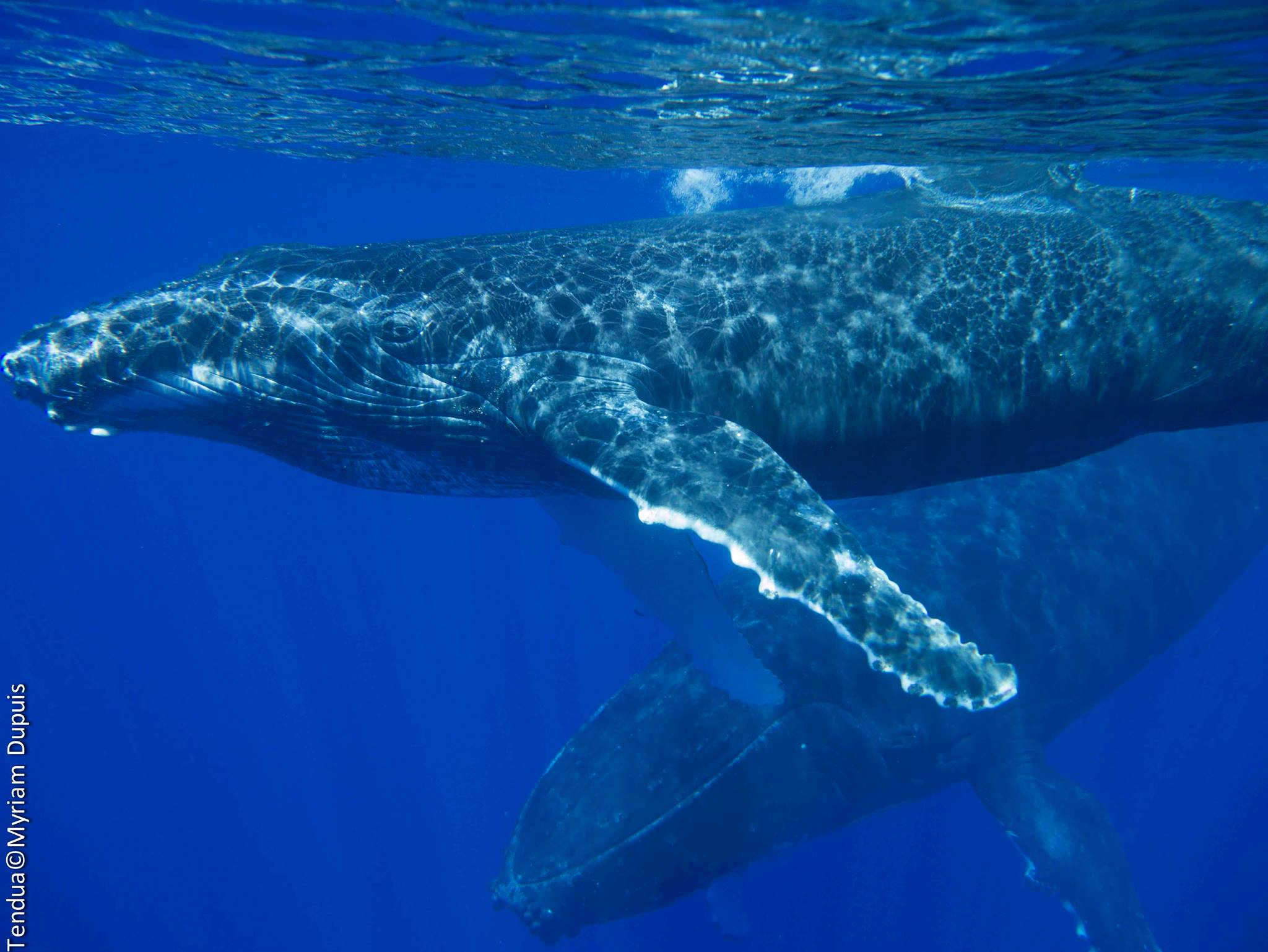 BALEINE A BOSSE lors d'une plongée sur La Réunion