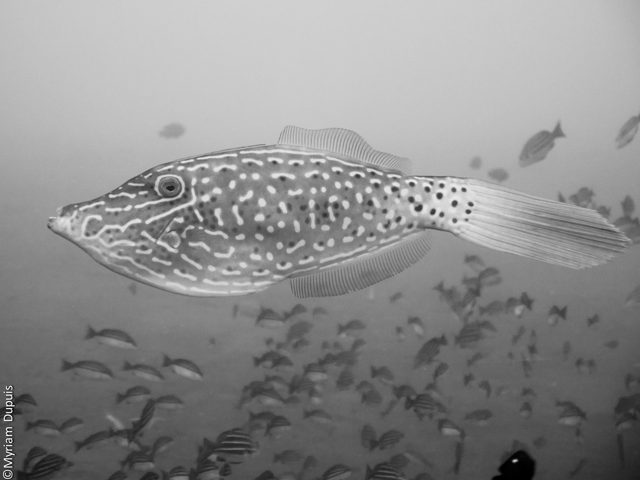 POISSON LIME GRIBOUILLE observé sur un spot de plongée à La Réunion
