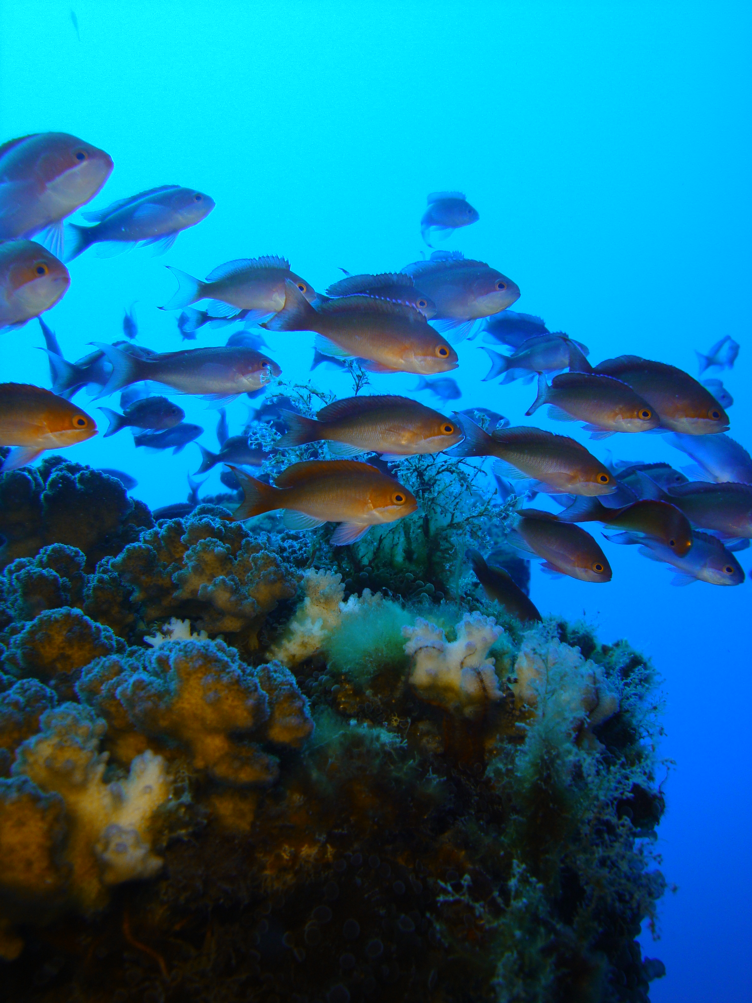 ANTHIAS pendant une plongée | La Réunion