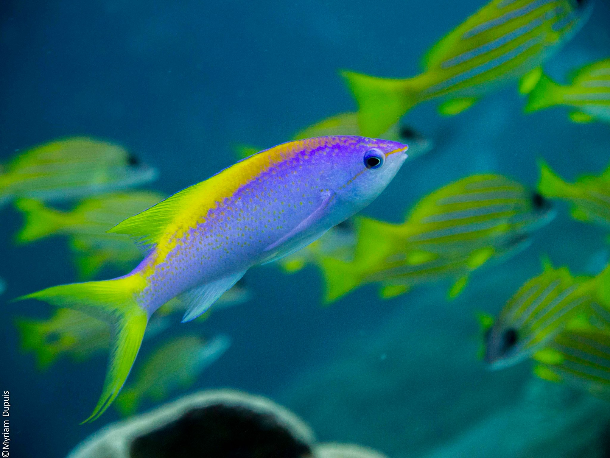 Pseudanthias evansi sur un beau site de plongée