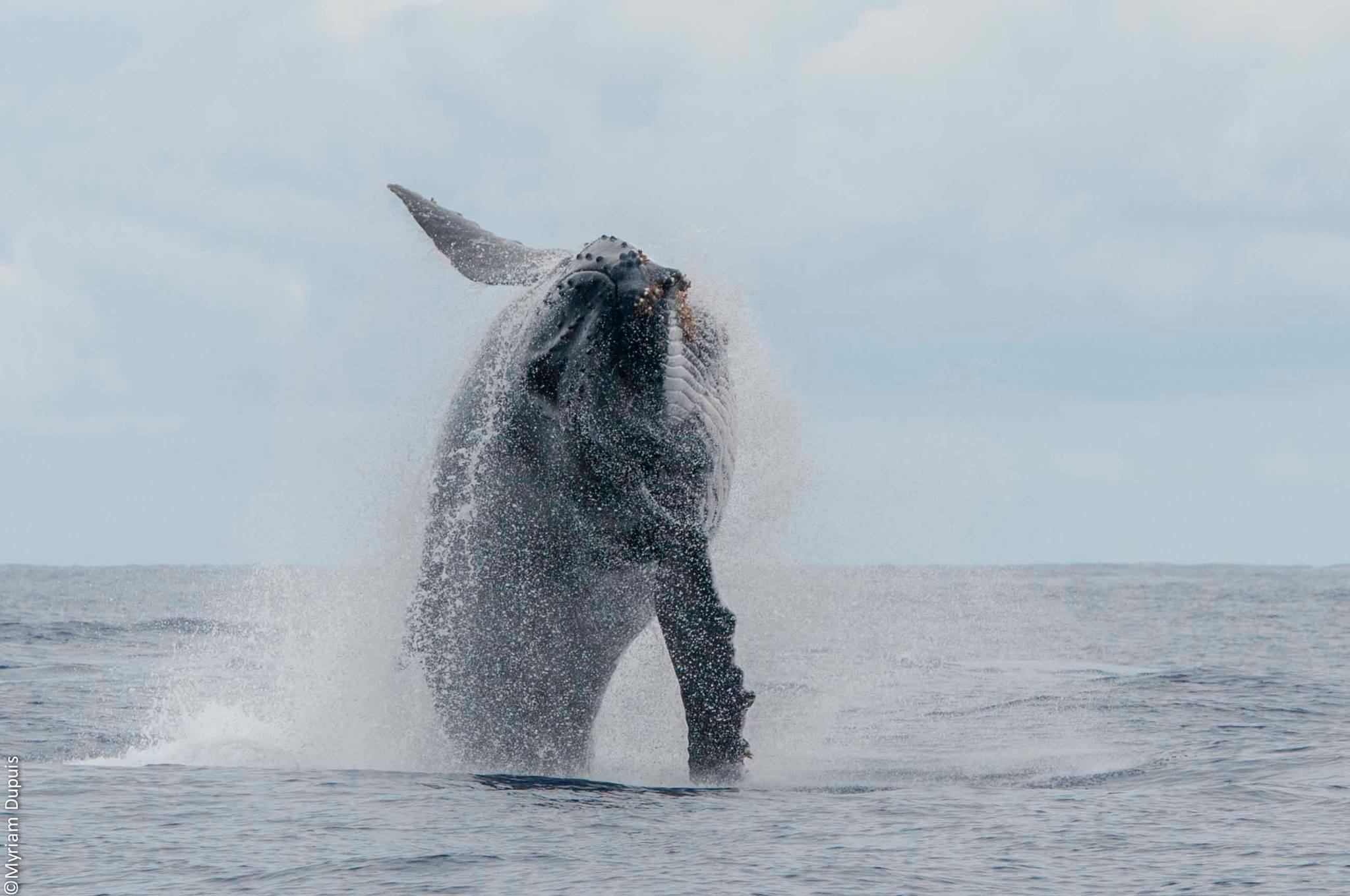 Megaptera novaeangliae | Lors d'une randonnée baleine à La Réunion