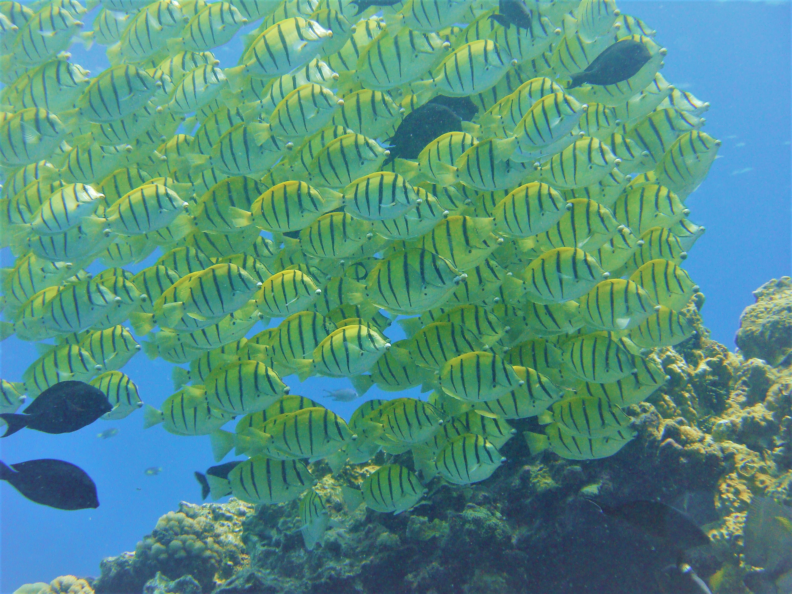 POISSON BAGNARD | Plongée Réunion
