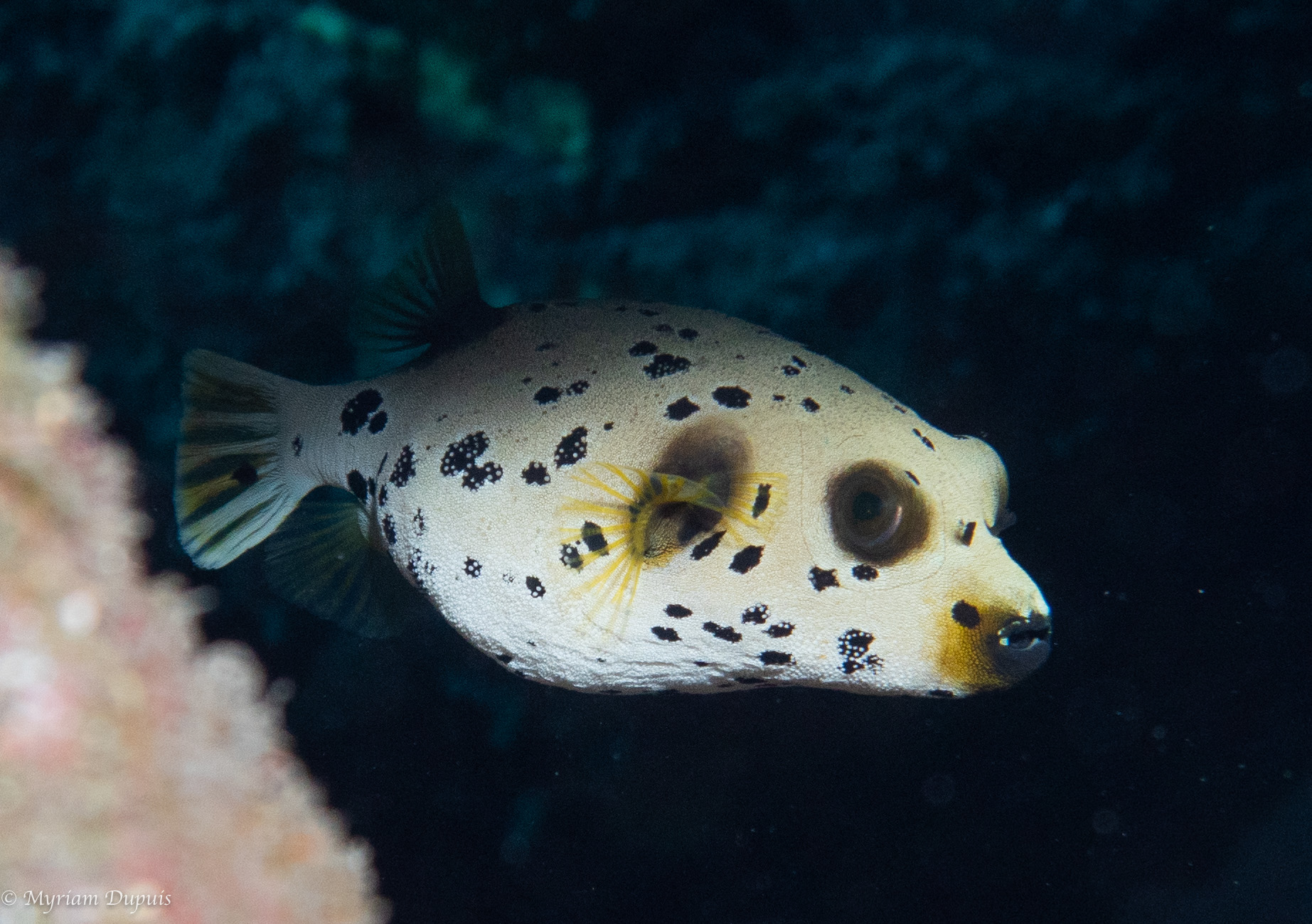 POISSON A TACHE NOIRE lors d'une séance de plongée