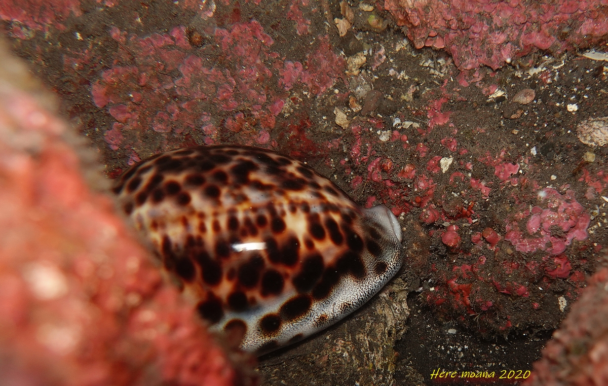 COQUILLAGE PORCELAINE lors d'une plongée à La Réunion