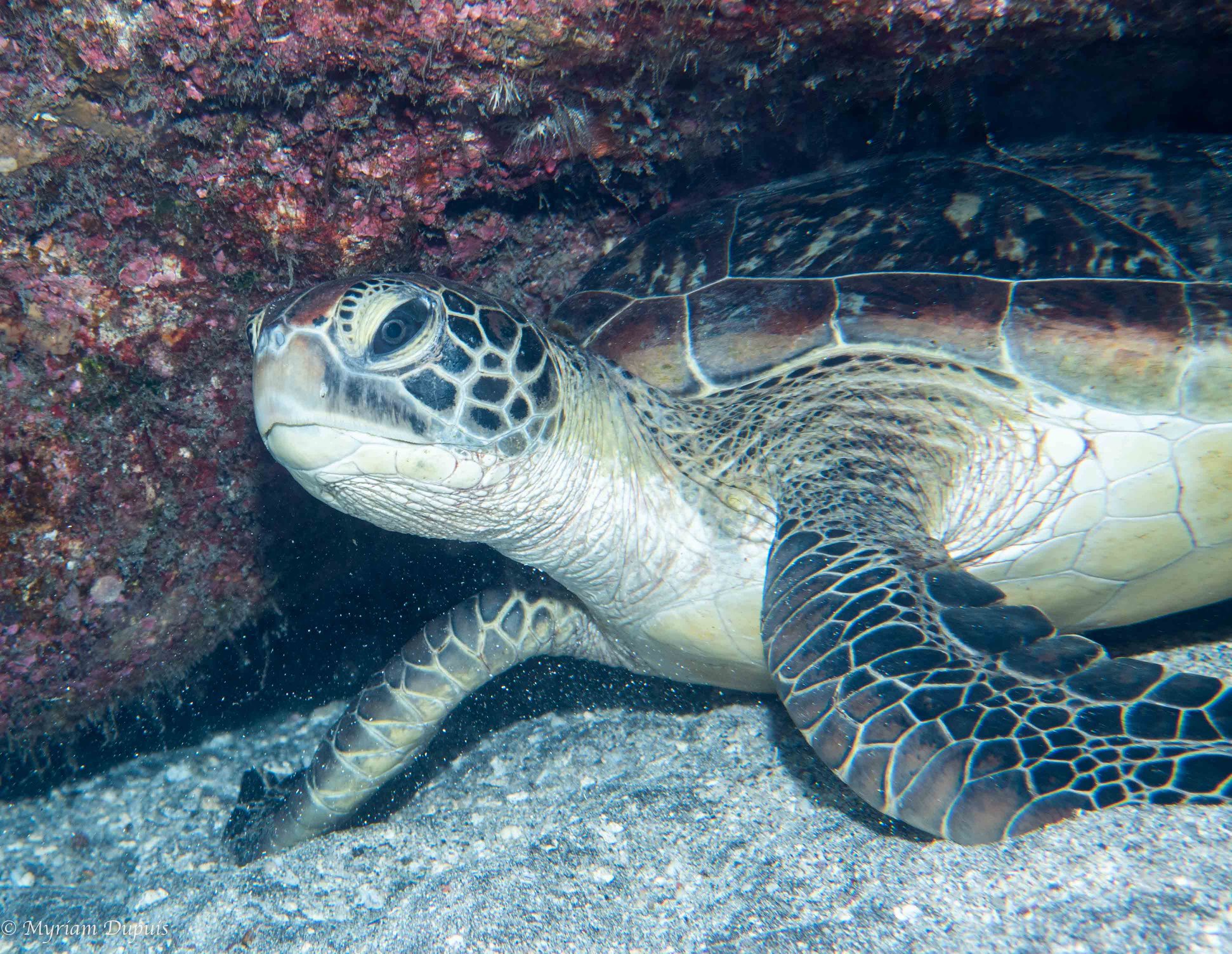 Tortue Verte lors d'une plongée à La Réunion