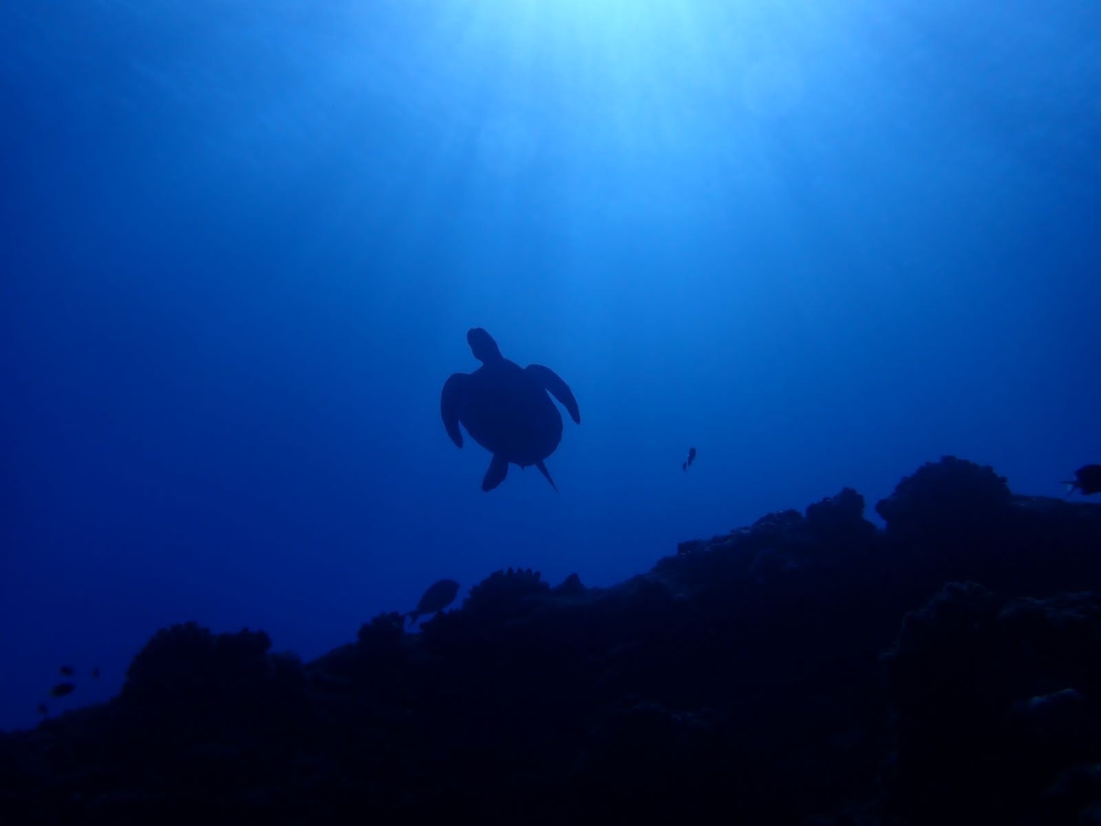 Site du Pain de Sucre | Site de Plongée à La Réunion