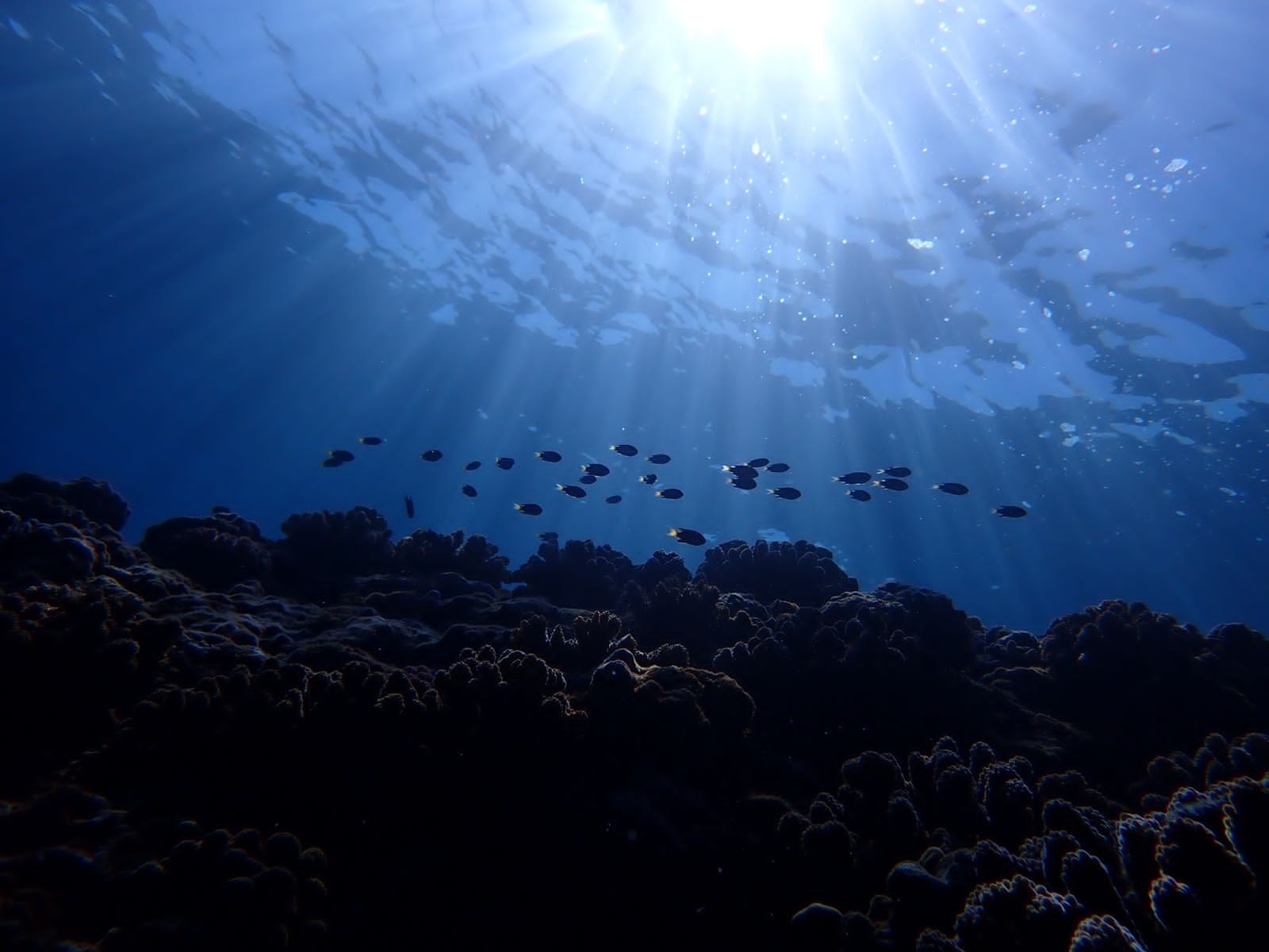 Spot du Pain de Sucre | Site de Plongée à La Réunion