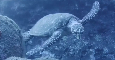 Plongée à La Réunion: Spot Tahiti - Tortue imbriquée