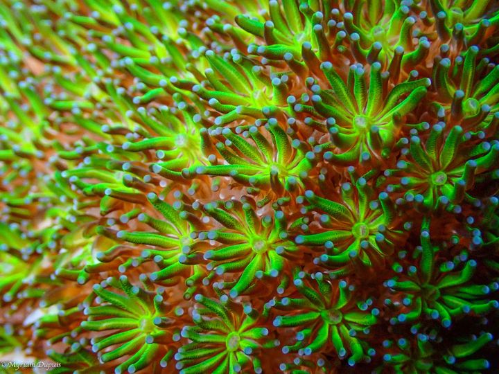 Photos de Plongée à La Réunion | Beauté de la Macro