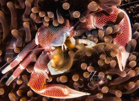 Plongée à La Réunion: Crabe porcelaine dans une anémone