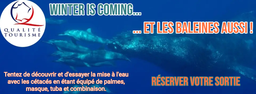 Randonnée Baleine | Sortie Baleine | Nagez avec les Baleines !